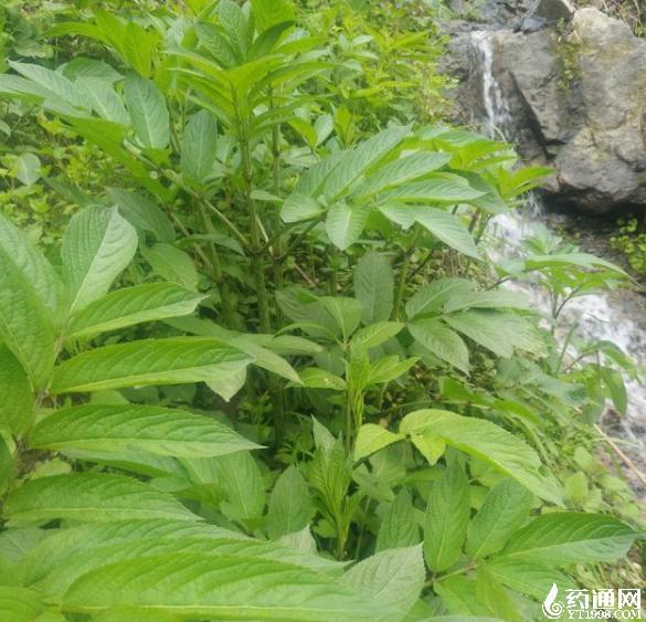 八棱麻草药治腰椎病图片