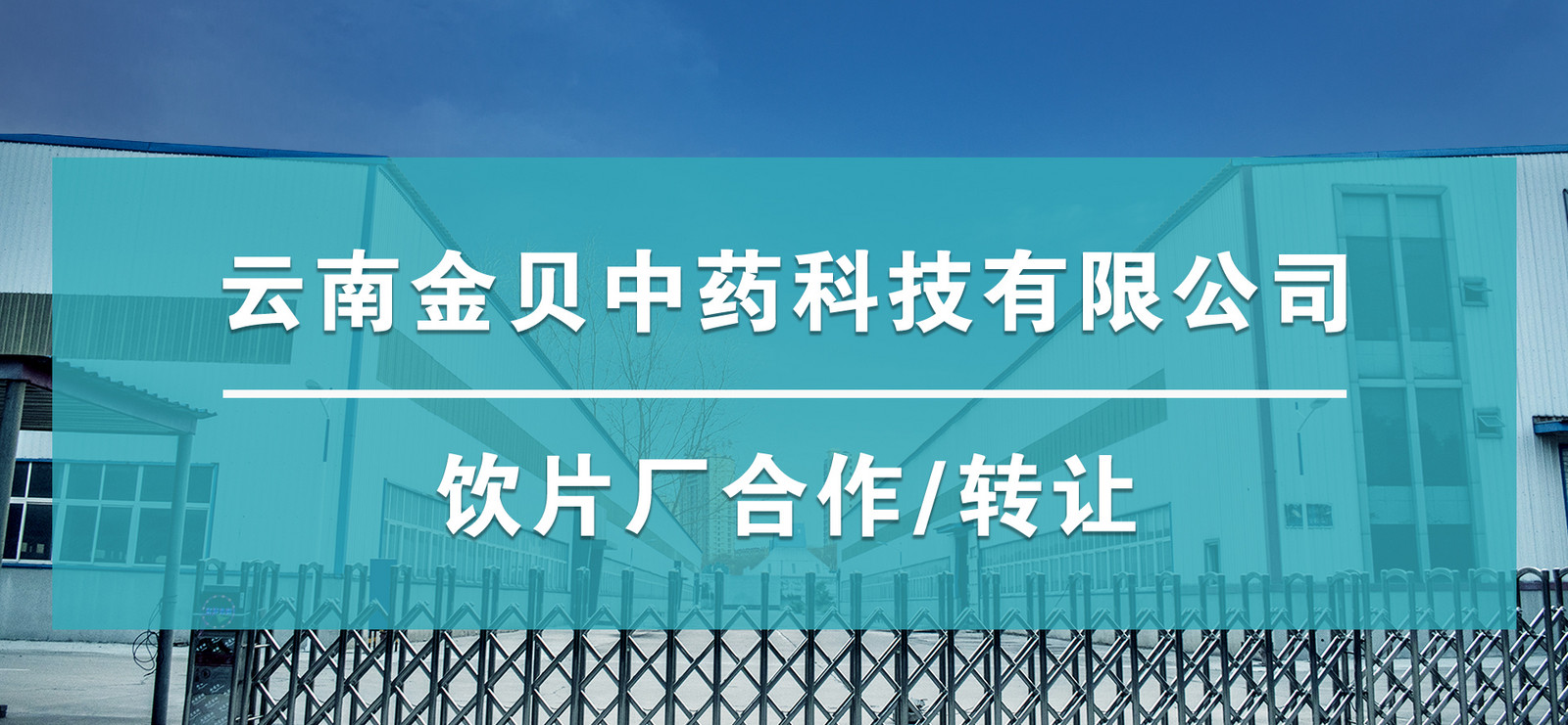 云南金贝